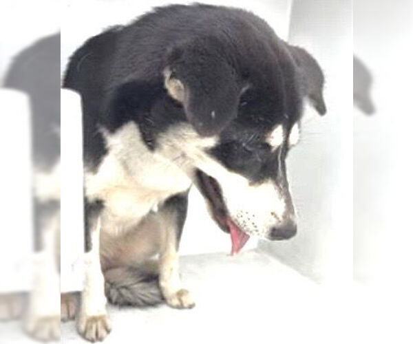 Medium Photo #1 Siberian Husky-Unknown Mix Puppy For Sale in Houston, TX, USA