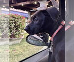 Small #1 Labrador Retriever Mix