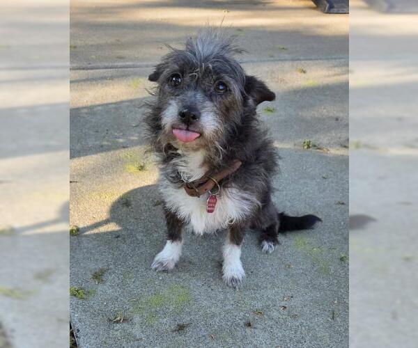 Medium Photo #2 Mutt Puppy For Sale in Oakley, CA, USA