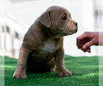 Small Photo #12 American Bully Puppy For Sale in SANTA CRUZ, CA, USA