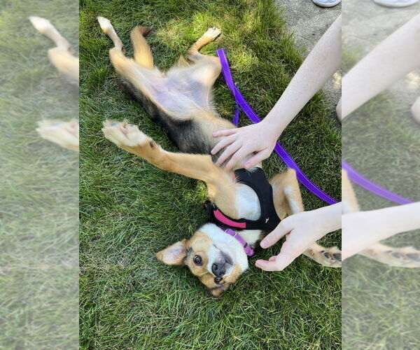 Medium Photo #5 Mutt Puppy For Sale in Mundelein, IL, USA