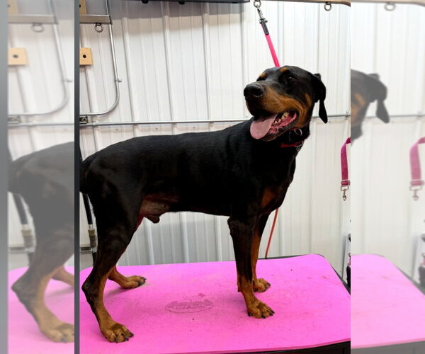 Medium Photo #2 Doberman Pinscher Puppy For Sale in Buffalo, MN, USA