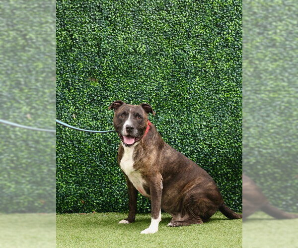 Medium Photo #1 Mutt Puppy For Sale in Naples, FL, USA