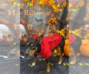 Todd - Male Mutt Dog for Adoption - Photo #3