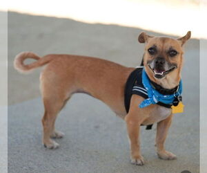 Chiweenie Dogs for adoption in San Francisco, CA, USA