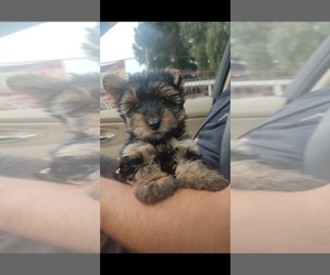 Yorkshire Terrier Puppy for sale in PERRIS, CA, USA