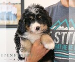 Small #3 Bernedoodle (Miniature)