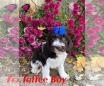 Small Photo #5 Cockapoo Puppy For Sale in BELDING, MI, USA