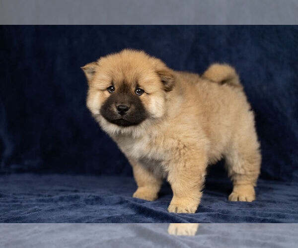 Medium Photo #10 Chow Chow Puppy For Sale in NAPPANEE, IN, USA