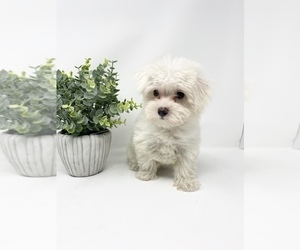 Maltese Puppy for sale in ROCKY MOUNT, NC, USA