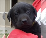 Puppy Puppy 1 Labrador Retriever