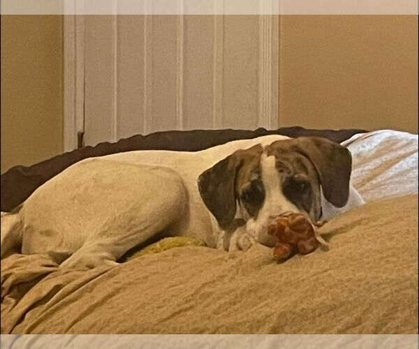 Medium Photo #3 Great Pyredane Puppy For Sale in Alexander, AR, USA