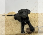 Small #1 Labrador Retriever