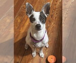 Small #2 Rat Terrier Mix
