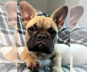 French Bulldog Puppy for sale in REDMOND, WA, USA