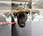 Small #3 Labrador Retriever Mix
