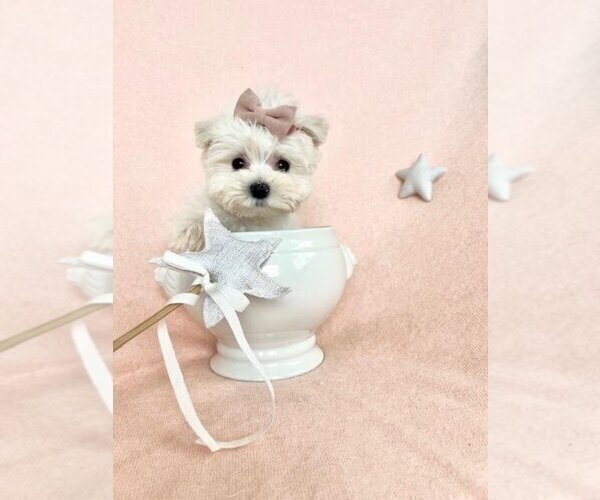 Medium Photo #21 Maltese Puppy For Sale in HOUSTON, TX, USA