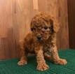 Small Photo #2 Poodle (Toy) Puppy For Sale in CHICAGO, IL, USA