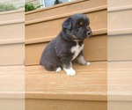 Small Photo #5 Miniature Australian Shepherd Puppy For Sale in DAWSON, GA, USA