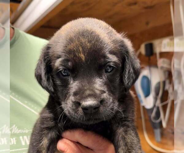 Medium Photo #2 Golden Retriever-Unknown Mix Puppy For Sale in Bolivar, MO, USA