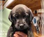 Small #1 Golden Retriever Mix