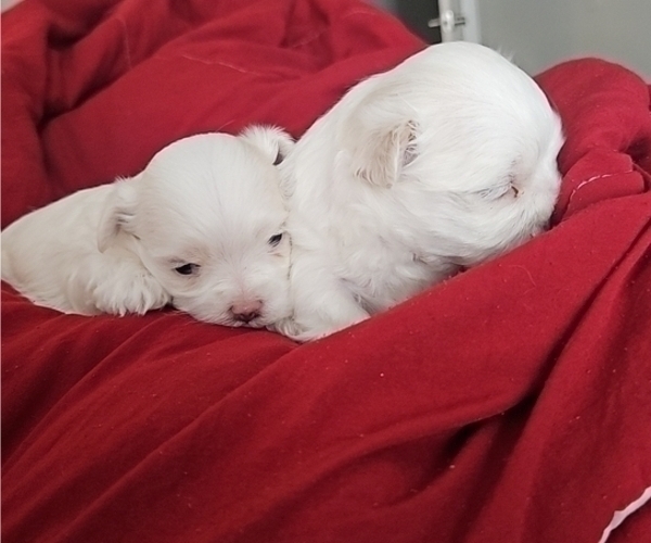 Medium Photo #5 Maltese Puppy For Sale in ALTAMONTE SPRINGS, FL, USA