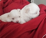 Small #4 Maltese