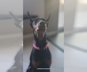 Doberman Pinscher Puppy for sale in PHELAN, CA, USA