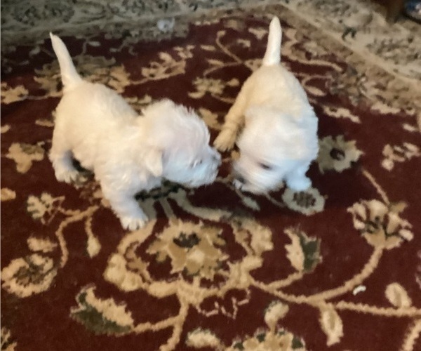 Medium Photo #9 West Highland White Terrier Puppy For Sale in STEAMBOAT SPRINGS, CO, USA