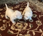 Small #8 West Highland White Terrier