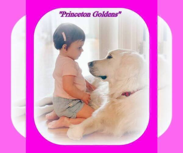 Medium Photo #31 English Cream Golden Retriever Puppy For Sale in PRINCETON, WV, USA