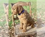 Small Photo #3 Irish Doodle Puppy For Sale in WOOSTER, OH, USA