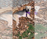 Small Photo #12 Shepradors Puppy For Sale in Sayreville, NJ, NJ, USA