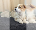 Small #2 Pembroke Welsh Corgi