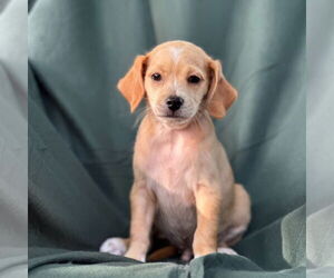 Dachshund-Unknown Mix Dogs for adoption in Weston, FL, USA