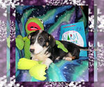 Small Photo #12 Cowboy Corgi Puppy For Sale in GALLEGOS, NM, USA