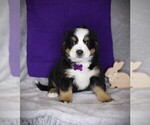 Image preview for Ad Listing. Nickname: AKC Purple Girl