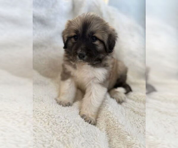 Medium Photo #2 Anatolian Pyrenees Puppy For Sale in MIDWAY, UT, USA