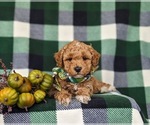 Small Photo #6 Poodle (Toy) Puppy For Sale in OXFORD, PA, USA