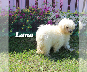 Poodle (Toy) Puppy for sale in CHANUTE, KS, USA