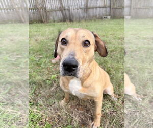 Mutt Dogs for adoption in Jackson, MS, USA