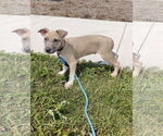 Small #2 American Pit Bull Terrier-Labrador Retriever Mix