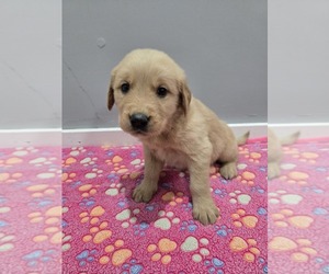 Golden Retriever Puppy for sale in WILLIAMSTOWN, KY, USA