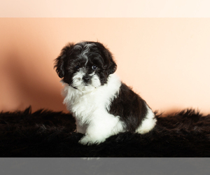 Zuchon Puppy for sale in WOLCOTTVILLE, IN, USA