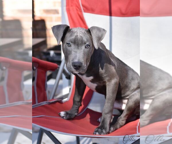 Medium Photo #2 Mutt Puppy For Sale in Brewster, NY, USA