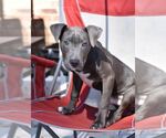 Small #1 Mutt