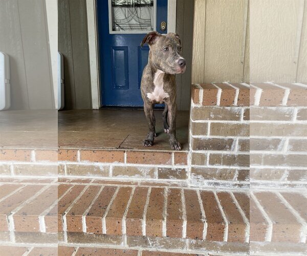 Medium Photo #2 Staffordshire Bull Terrier-Unknown Mix Puppy For Sale in Spring, TX, USA