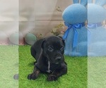 Small #5 Catahoula Leopard Dog