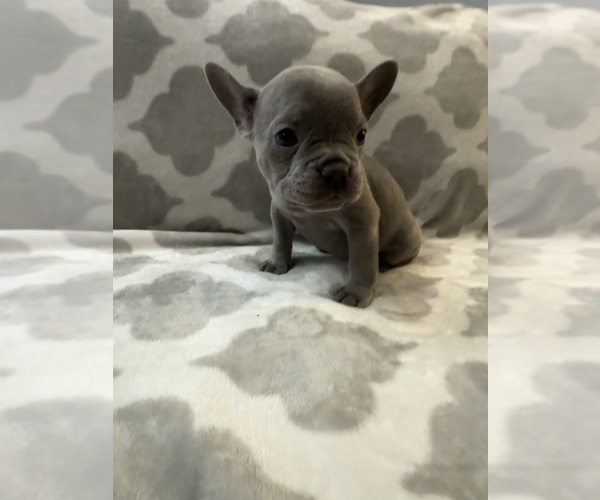 Medium Photo #24 French Bulldog Puppy For Sale in MIDDLEBURY, IN, USA