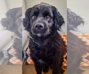 Labrador Retriever-Unknown Mix Dogs for adoption in Pierceton , IN, USA